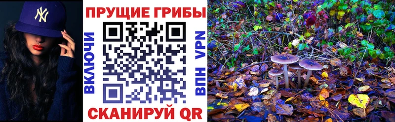 Галлюциногенные грибы Cubensis  как найти   Нальчик 